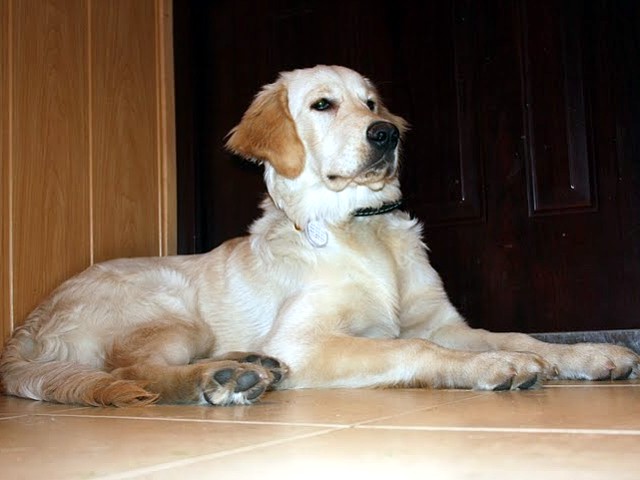 Kado