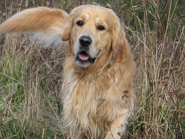 angus