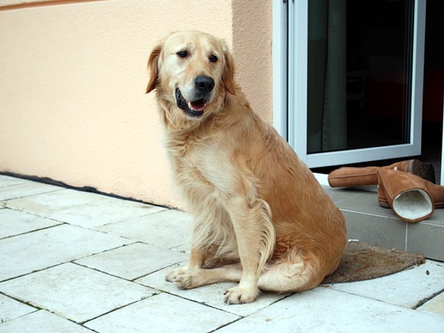 banan
