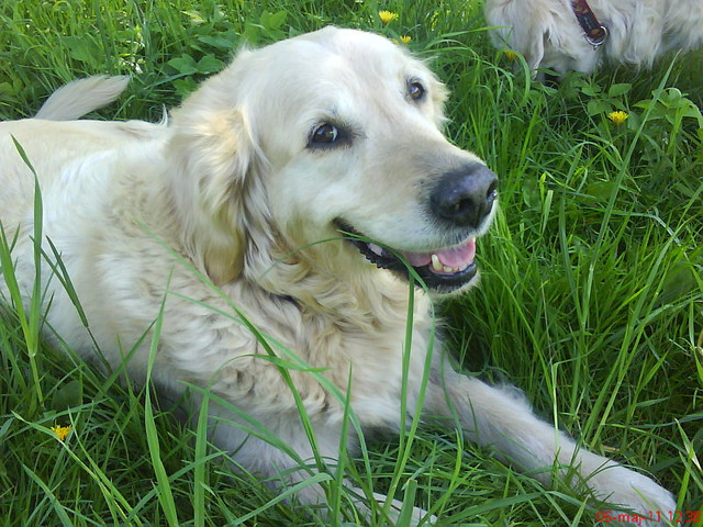 goldi