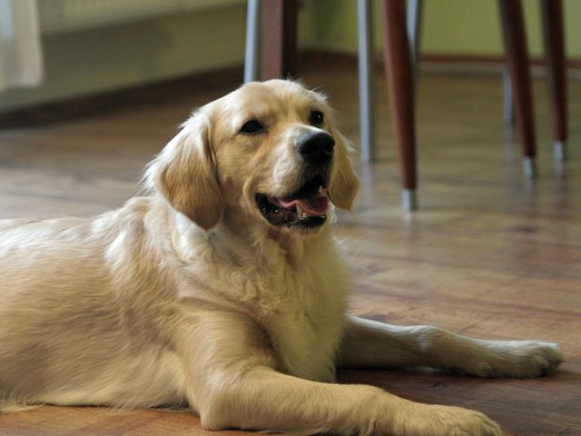 madox
