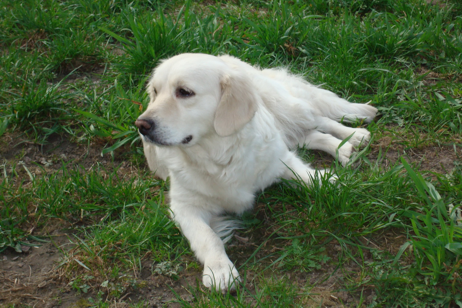 maja
