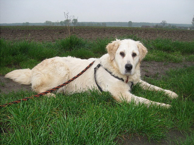 sara