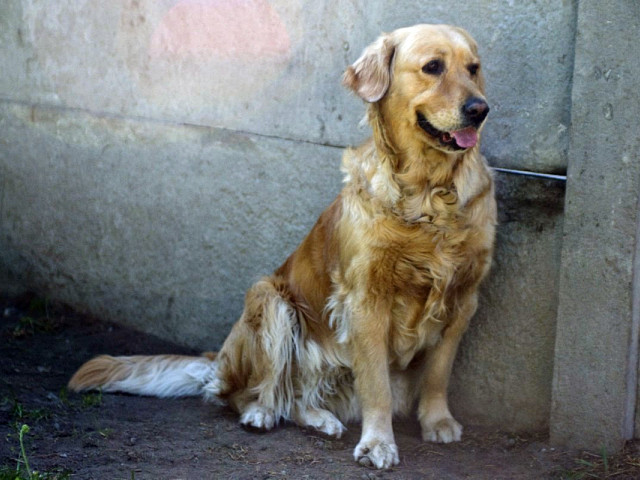 tora