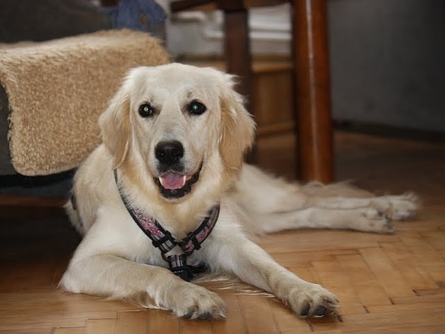 Belka
