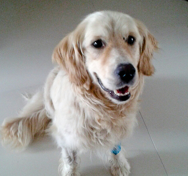 lilu