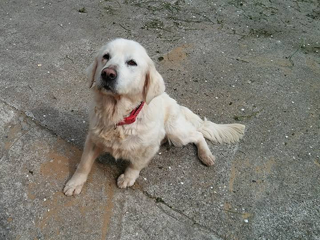 kora